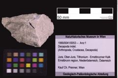 Foto (Objekt + Etiketten) von Decapoda indet. (NHMW-GEO-1990-0041-0053)